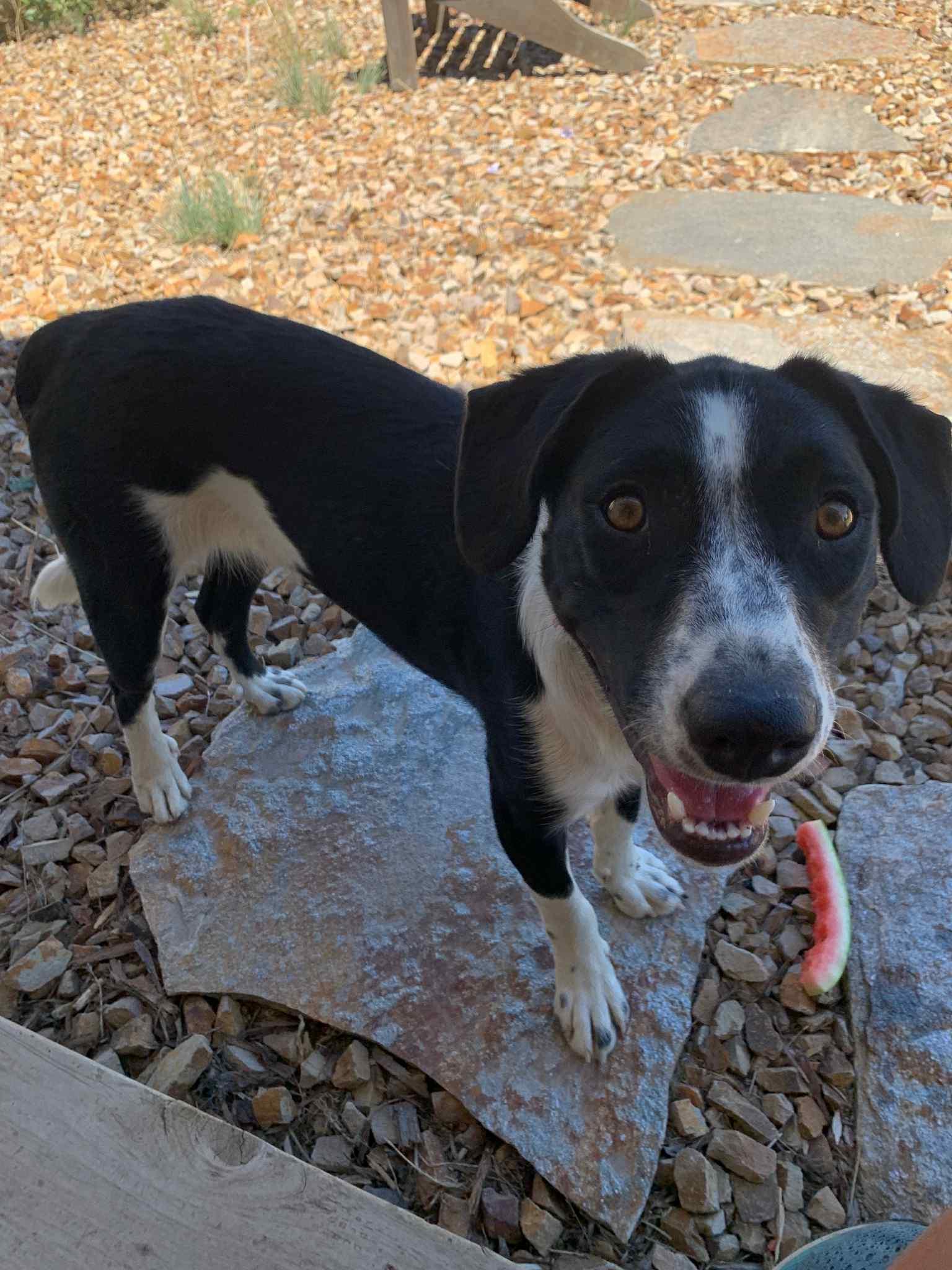 Whiske, an adoptable Border Collie, Black Labrador Retriever in Bend, OR, 97702 | Photo Image 1