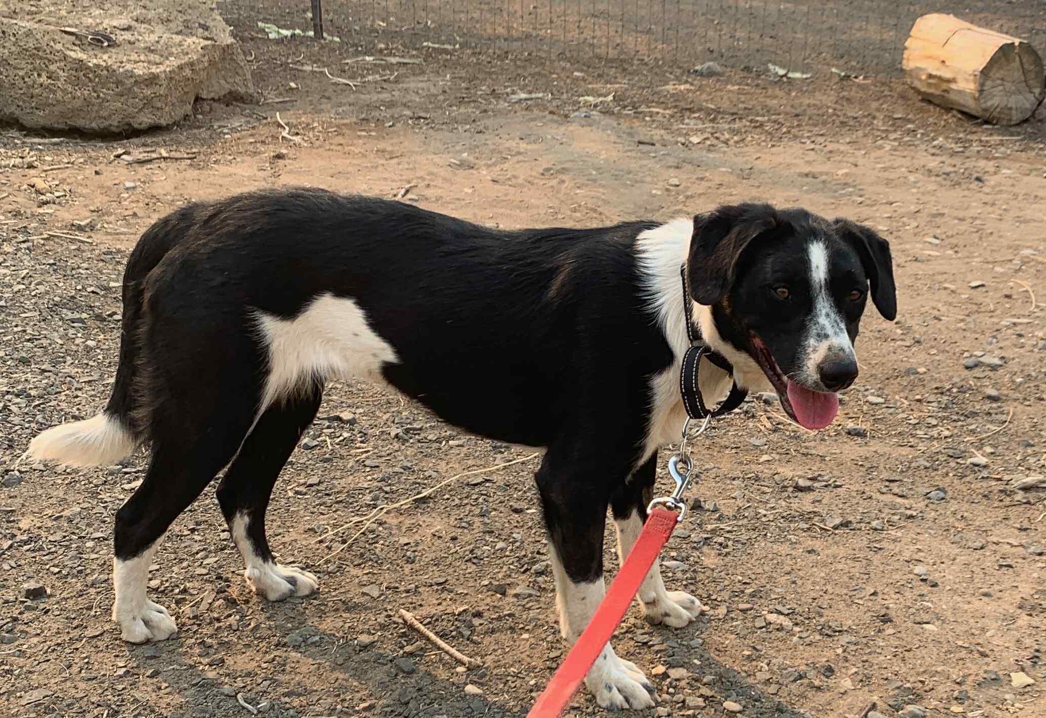 Whiske, an adoptable Border Collie, Black Labrador Retriever in Bend, OR, 97702 | Photo Image 5