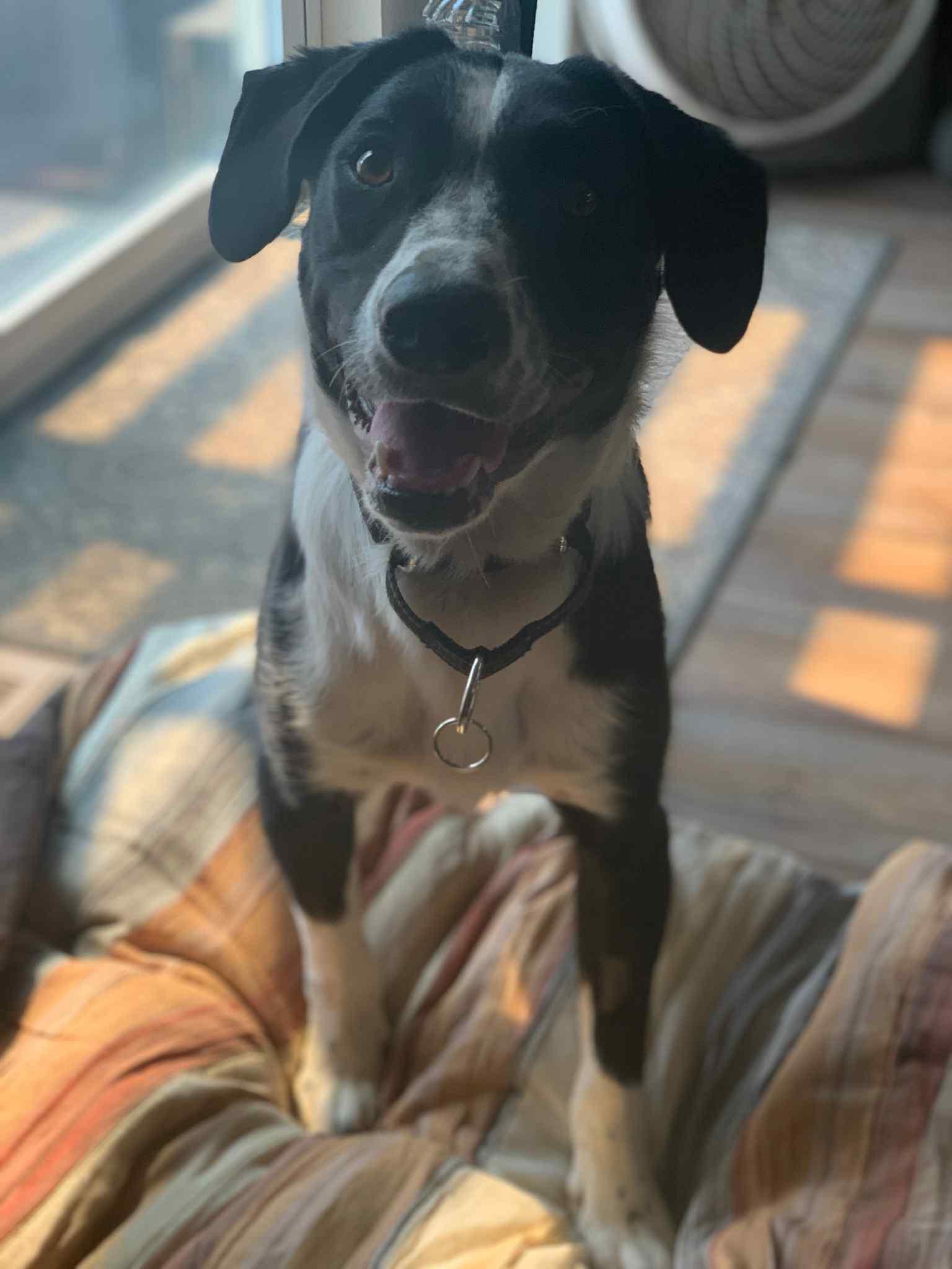 Whiske, an adoptable Border Collie, Black Labrador Retriever in Bend, OR, 97702 | Photo Image 2