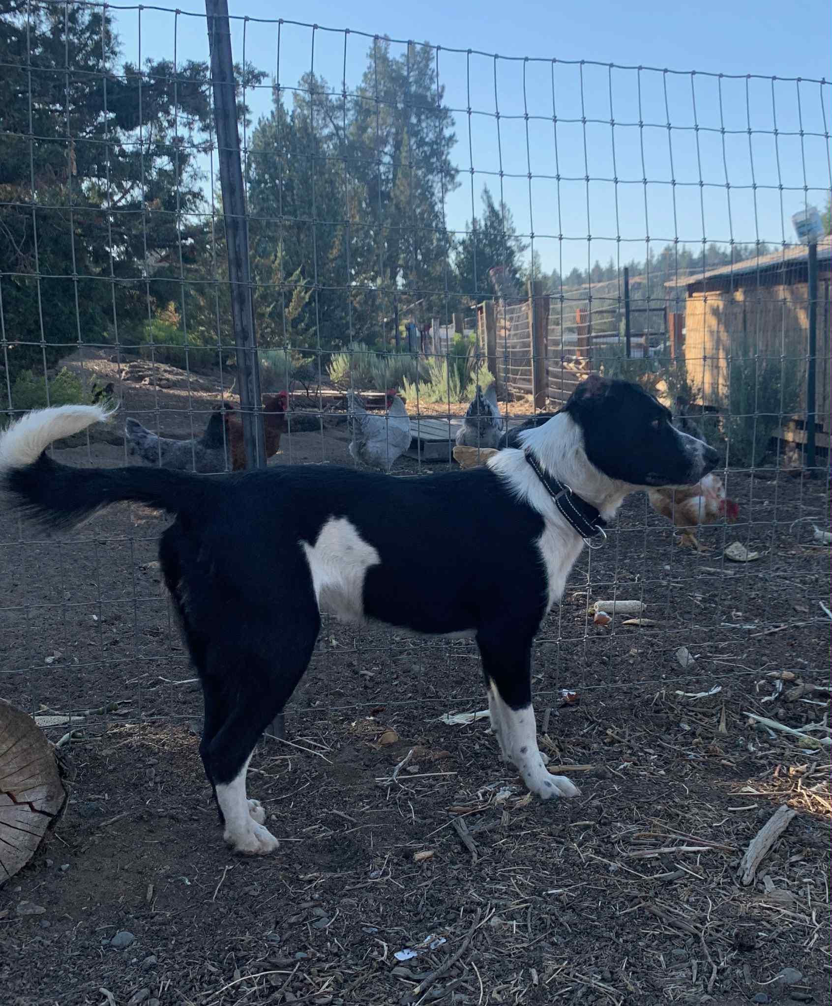 Whiske, an adoptable Border Collie, Black Labrador Retriever in Bend, OR, 97702 | Photo Image 6