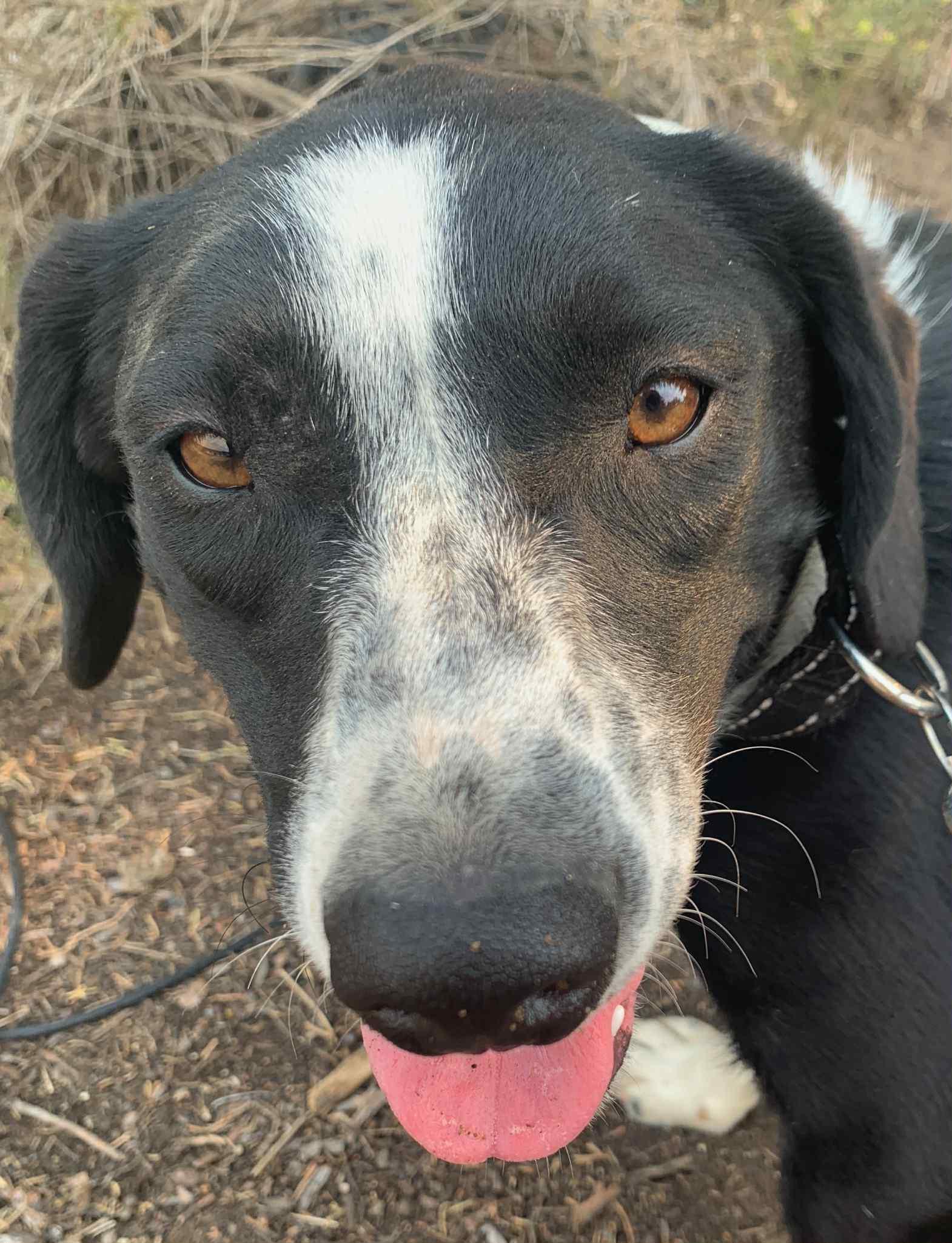 Whiske, an adoptable Border Collie, Black Labrador Retriever in Bend, OR, 97702 | Photo Image 4