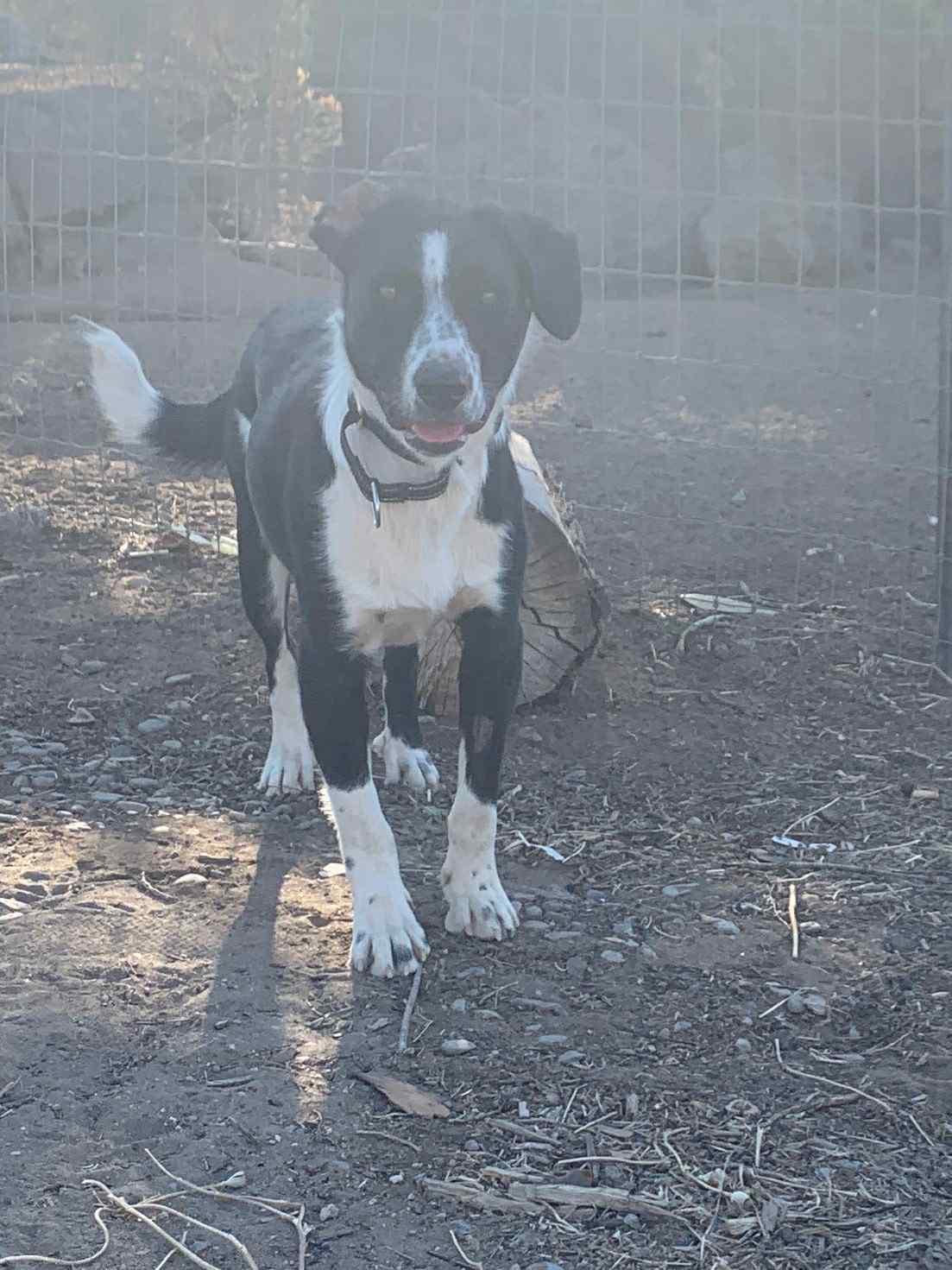 Whiske, an adoptable Border Collie, Black Labrador Retriever in Bend, OR, 97702 | Photo Image 3
