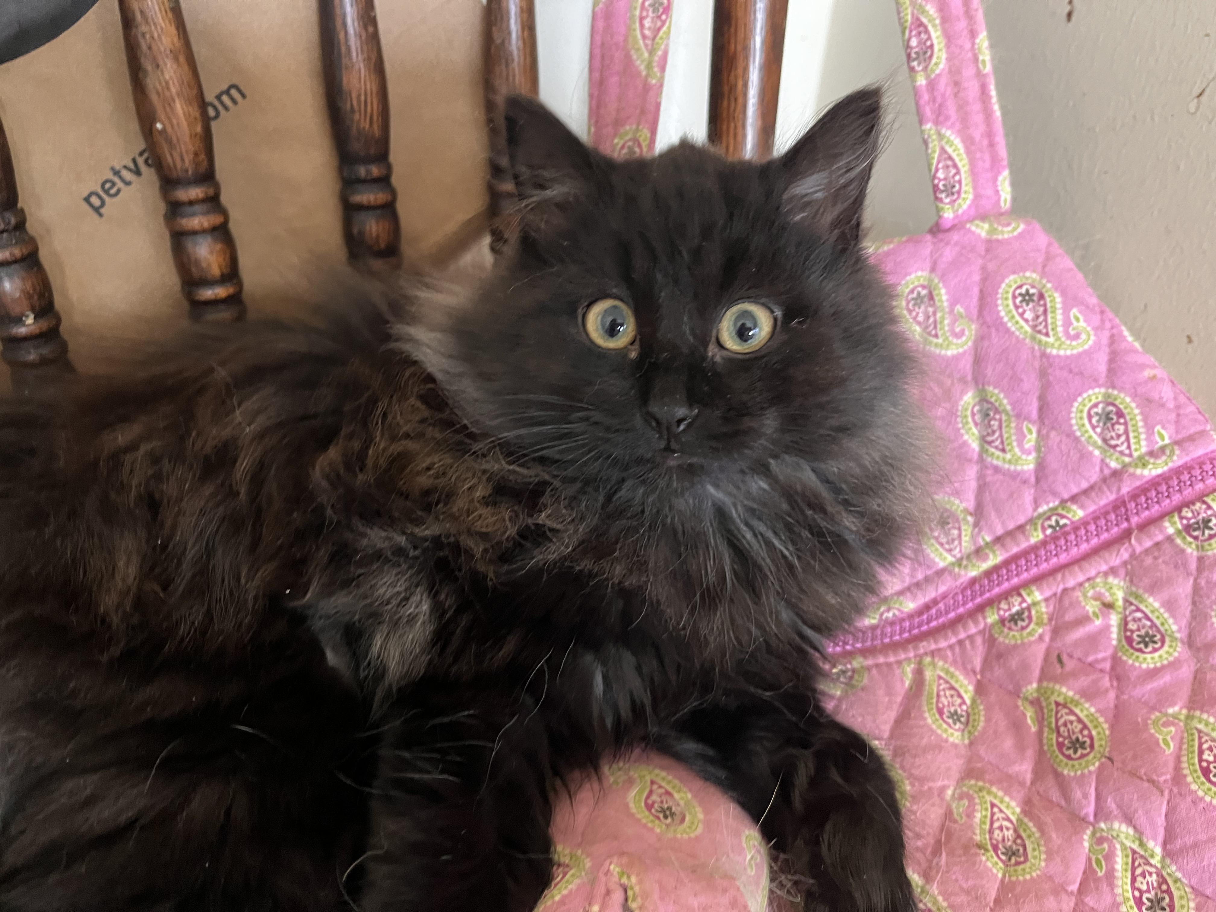 Enlarge Samantha, an adopted Domestic Long Hair in Landenberg, PA image 3/3