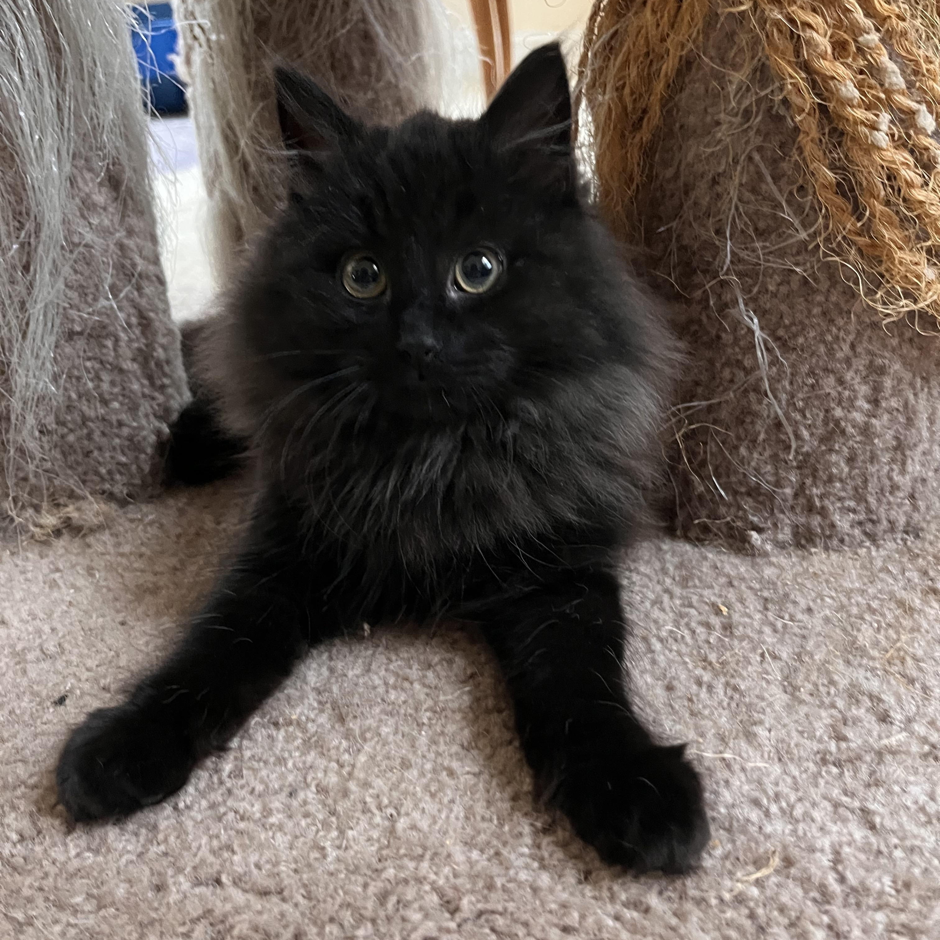 Enlarge Samantha, an adopted Domestic Long Hair in Landenberg, PA image 2/3