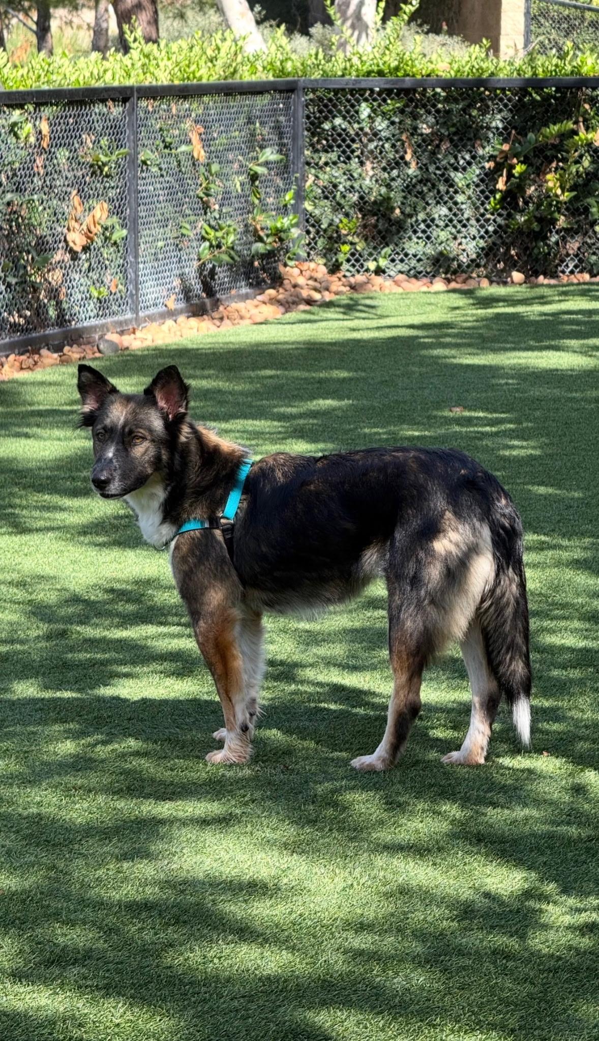 Enlarge Lexie, a Adoptable mixed breed in Weston, MA image 2/4