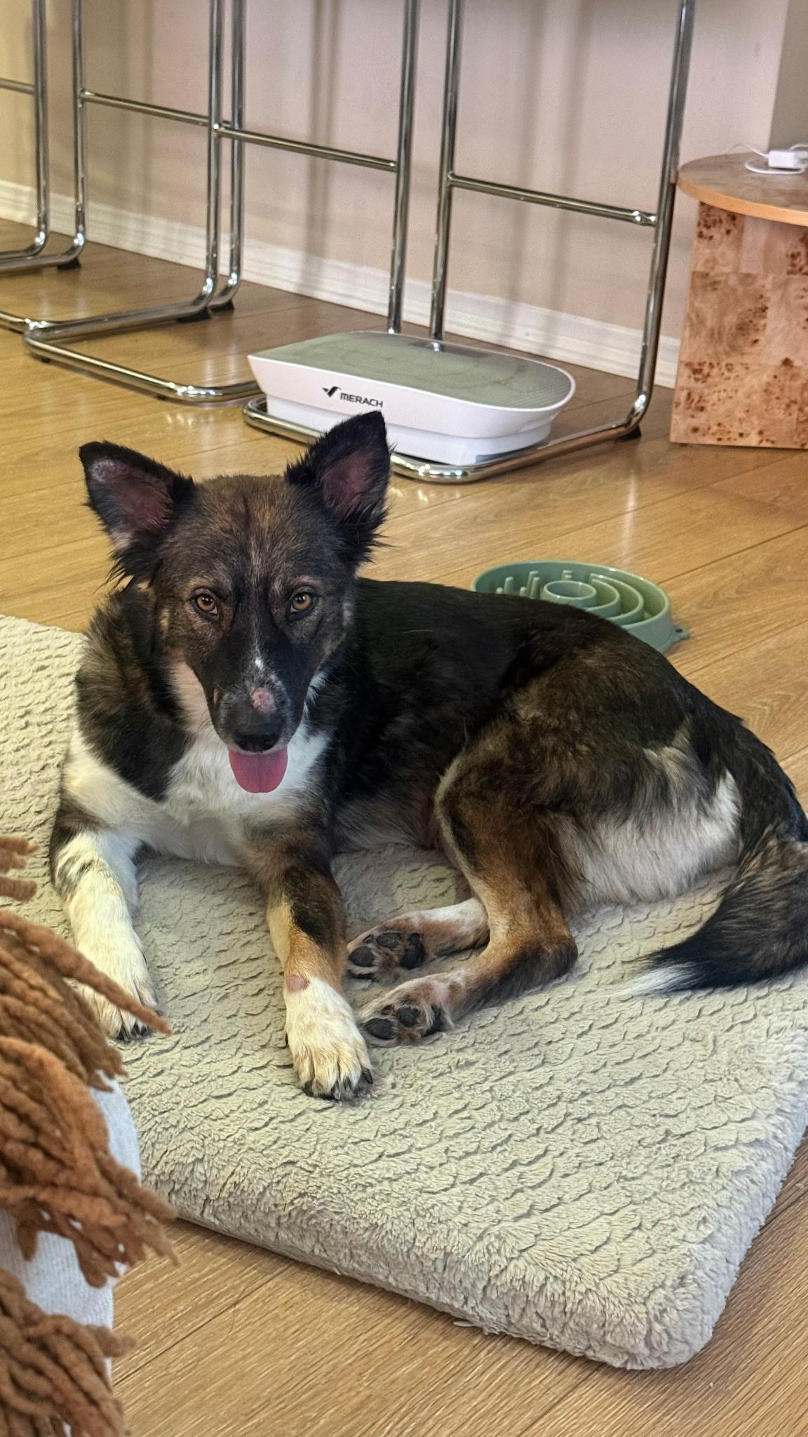 Enlarge Lexie, a Adoptable mixed breed in Weston, MA image 1/4
