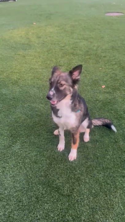 Enlarge Lexie, a Adoptable mixed breed in Weston, MA video 4/4