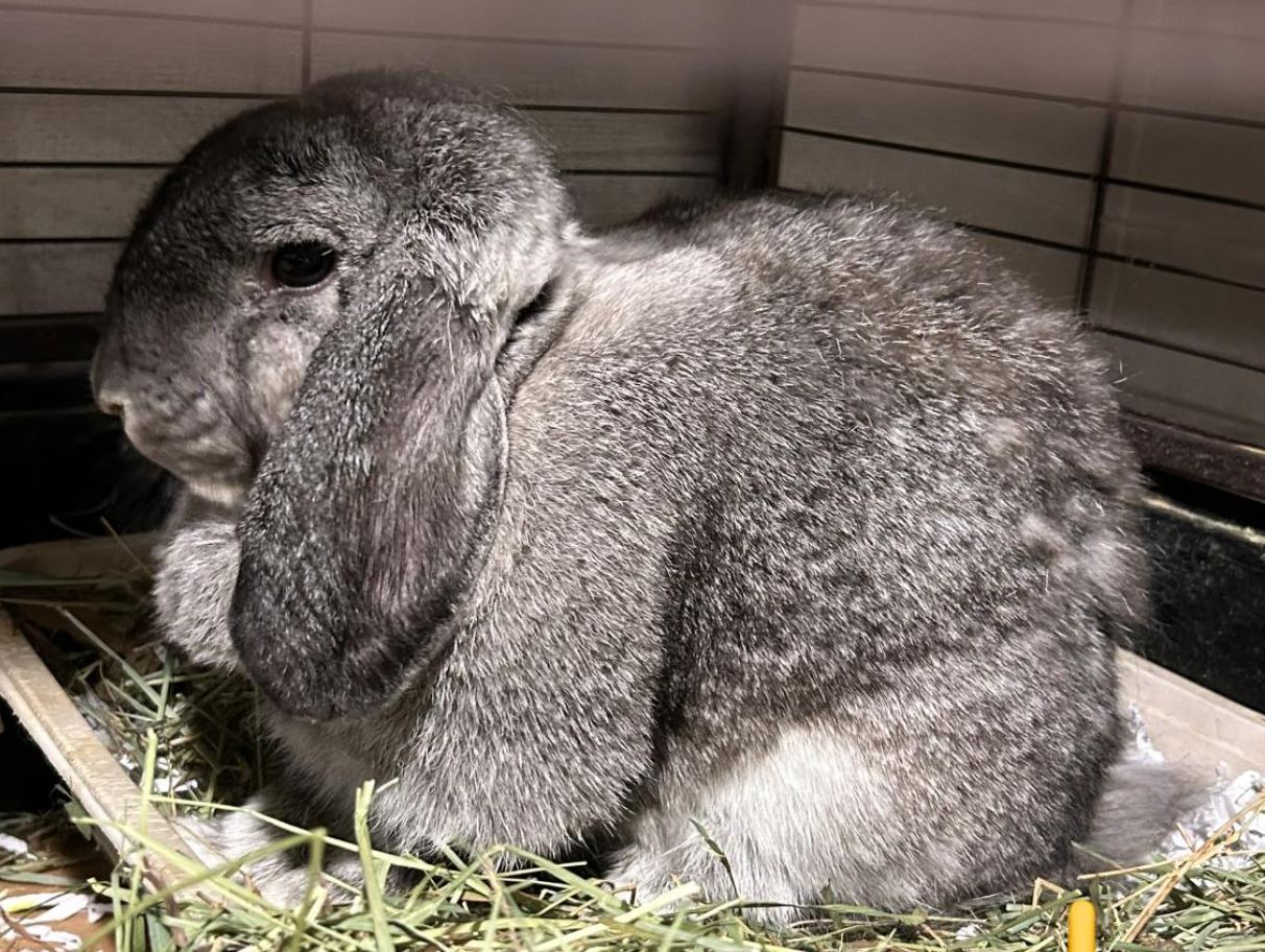 Lady Glittersparkles, a Adopted French Lop in Paradis, LA image 2/6