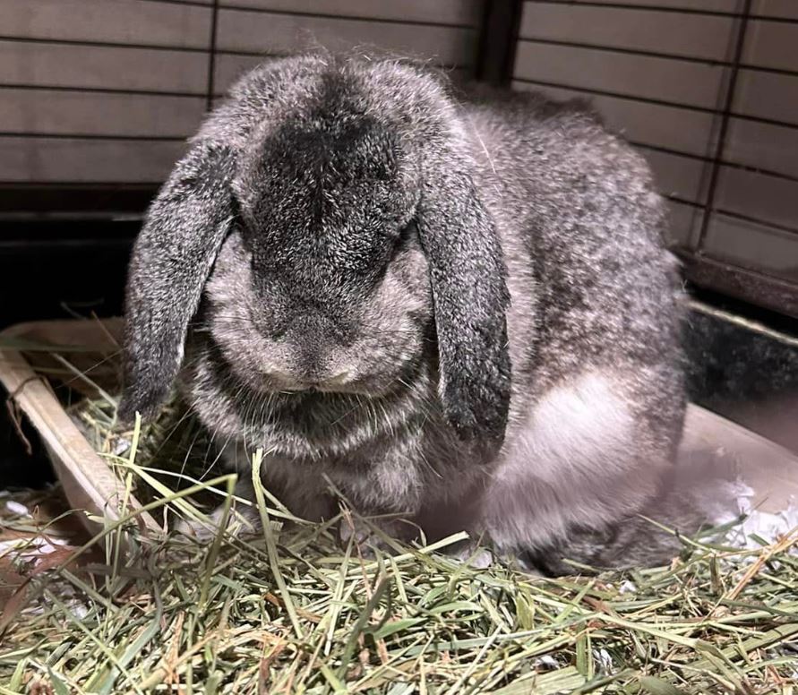 Lady Glittersparkles, a Adopted French Lop in Paradis, LA image 4/6