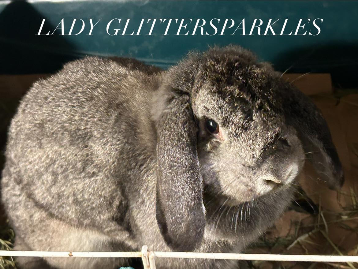 Lady Glittersparkles, a Adopted French Lop in Paradis, LA image 3/6