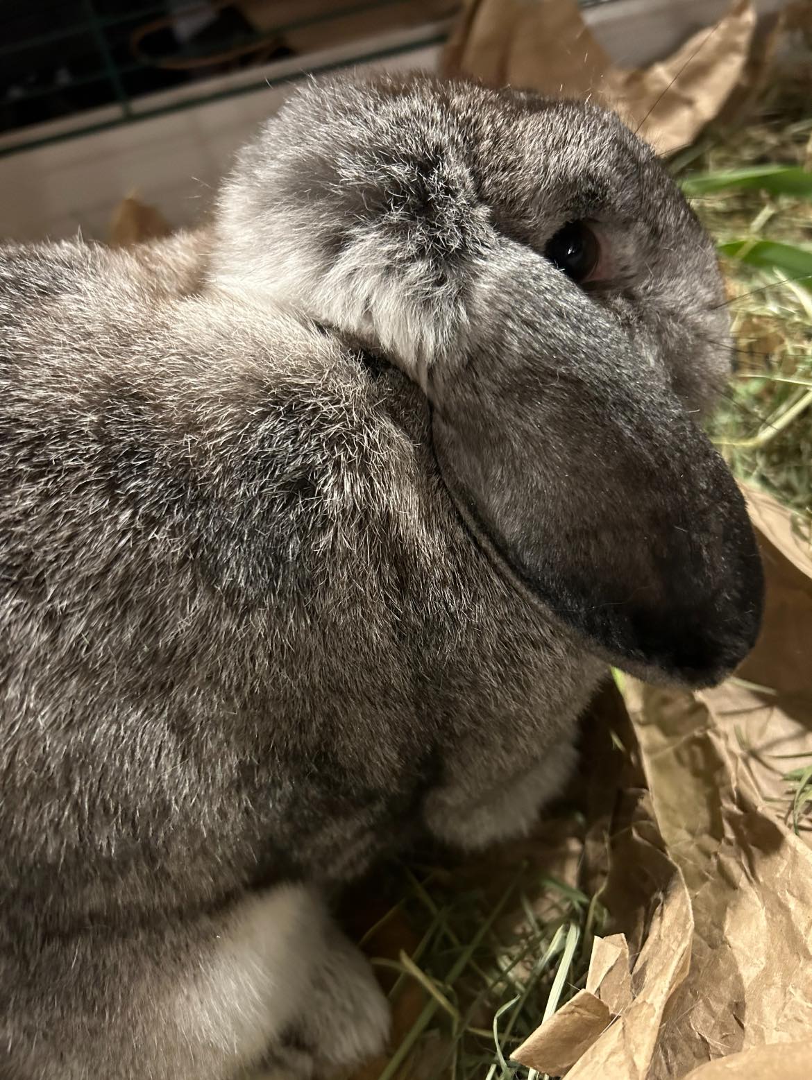 Lady Glittersparkles, a Adopted French Lop in Paradis, LA image 6/6