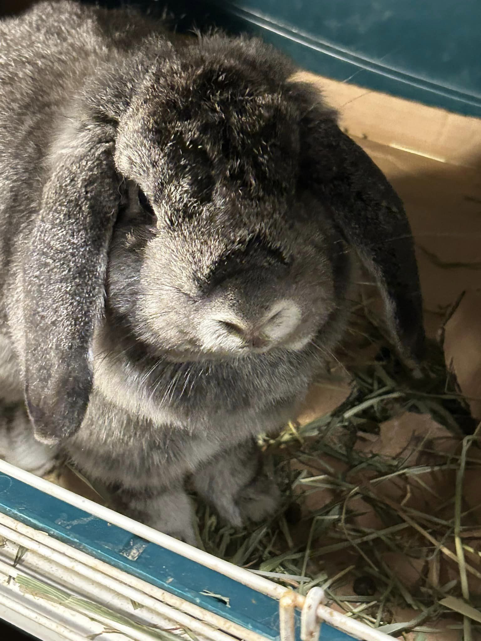 Lady Glittersparkles, a Adopted French Lop in Paradis, LA image 1/6