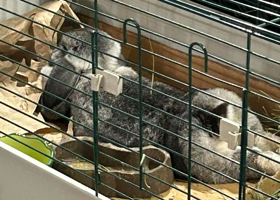 Lady Glittersparkles, a Adopted French Lop in Paradis, LA image 5/6