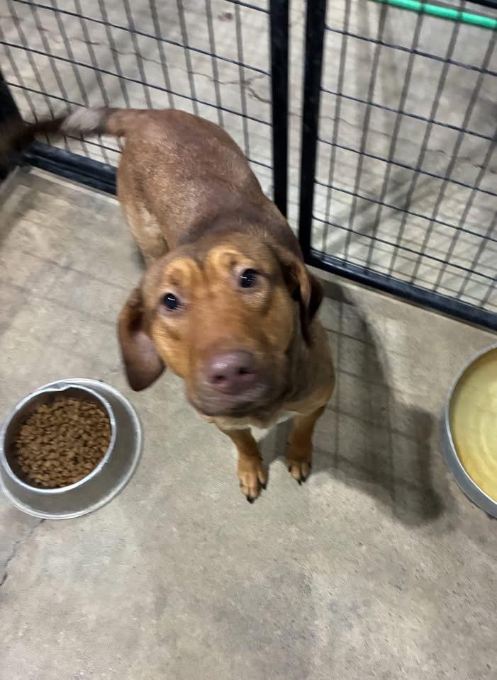 Annie, adopted, Adult Female Hound & Labrador Retriever.
