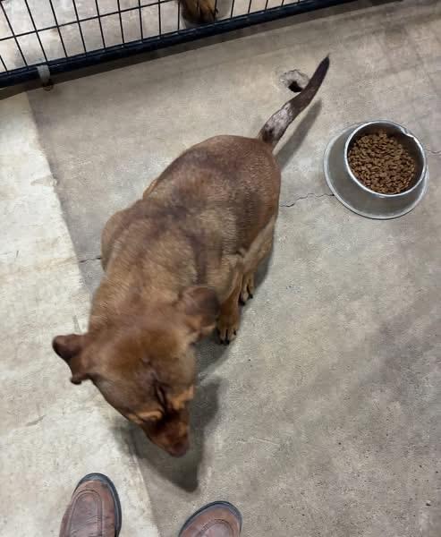 Annie, an adopted mixed breed in St Henry, OH image 4/4