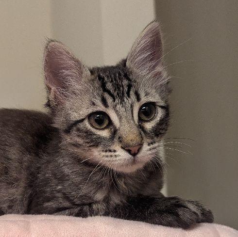 Maisy, Adoptable, Kitten Female Domestic Medium Hair.