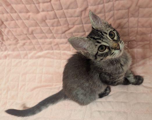Maisy, a Adoptable Domestic Medium Hair in Lafayette, LA image 4/6