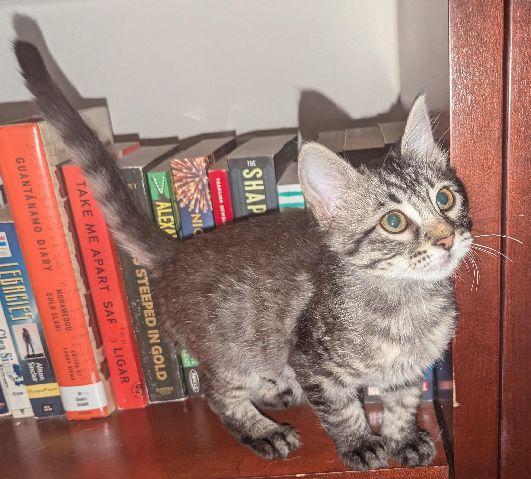 Maisy, a Adoptable Domestic Medium Hair in Lafayette, LA image 3/6