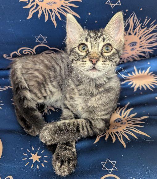 Maisy, a Adoptable Domestic Medium Hair in Lafayette, LA image 2/6