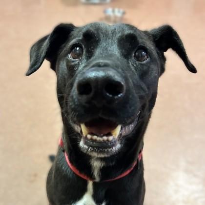 Enlarge Baby, a ADOPTABLE mixed breed in Rapid City, SD image 1/6