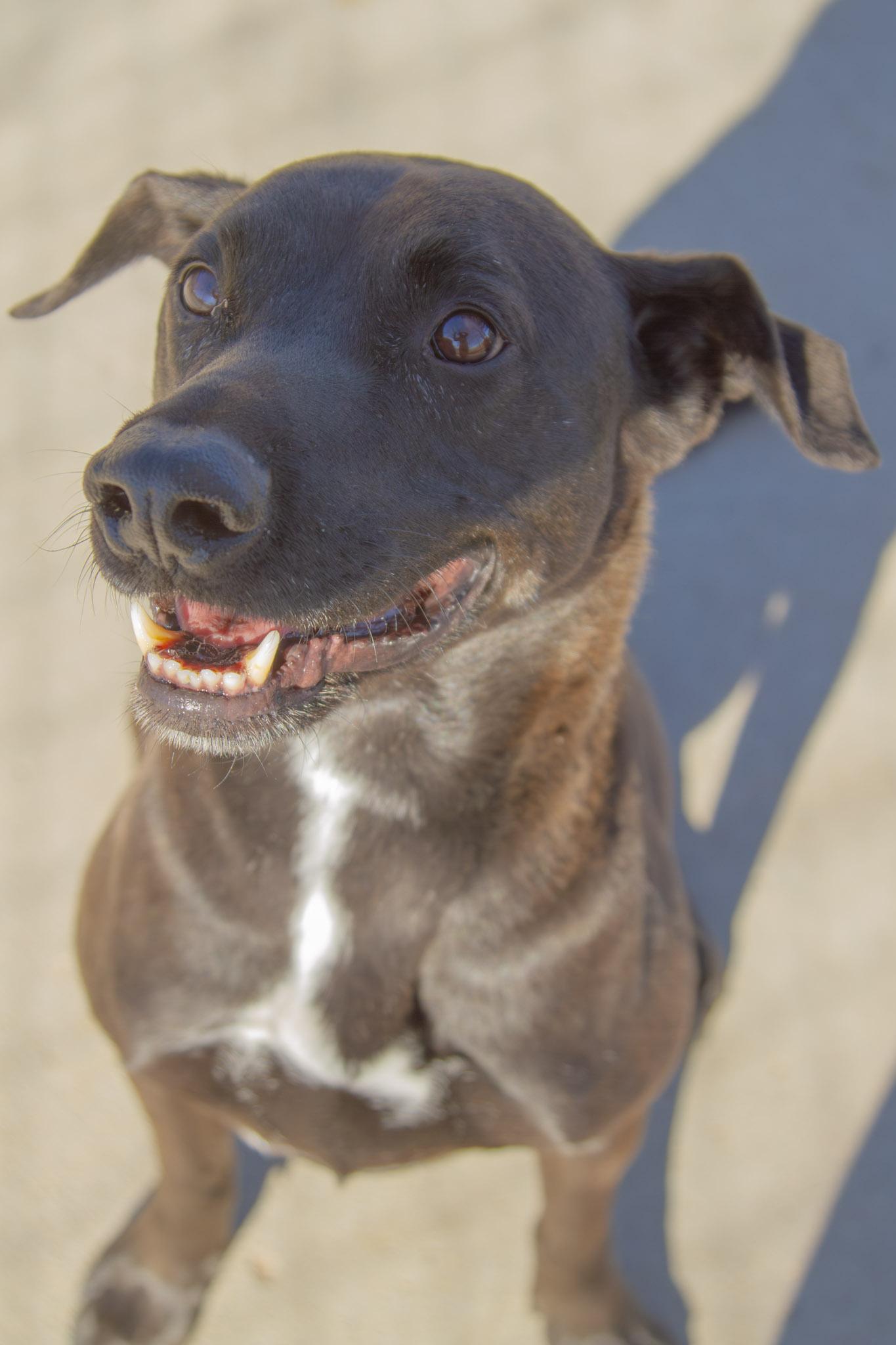 Enlarge Baby, a ADOPTABLE mixed breed in Rapid City, SD image 5/6