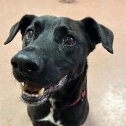Baby, ADOPTABLE, Adult Male Labrador Retriever.