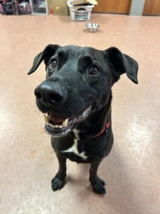 Enlarge Baby, a ADOPTABLE mixed breed in Rapid City, SD image 6/6