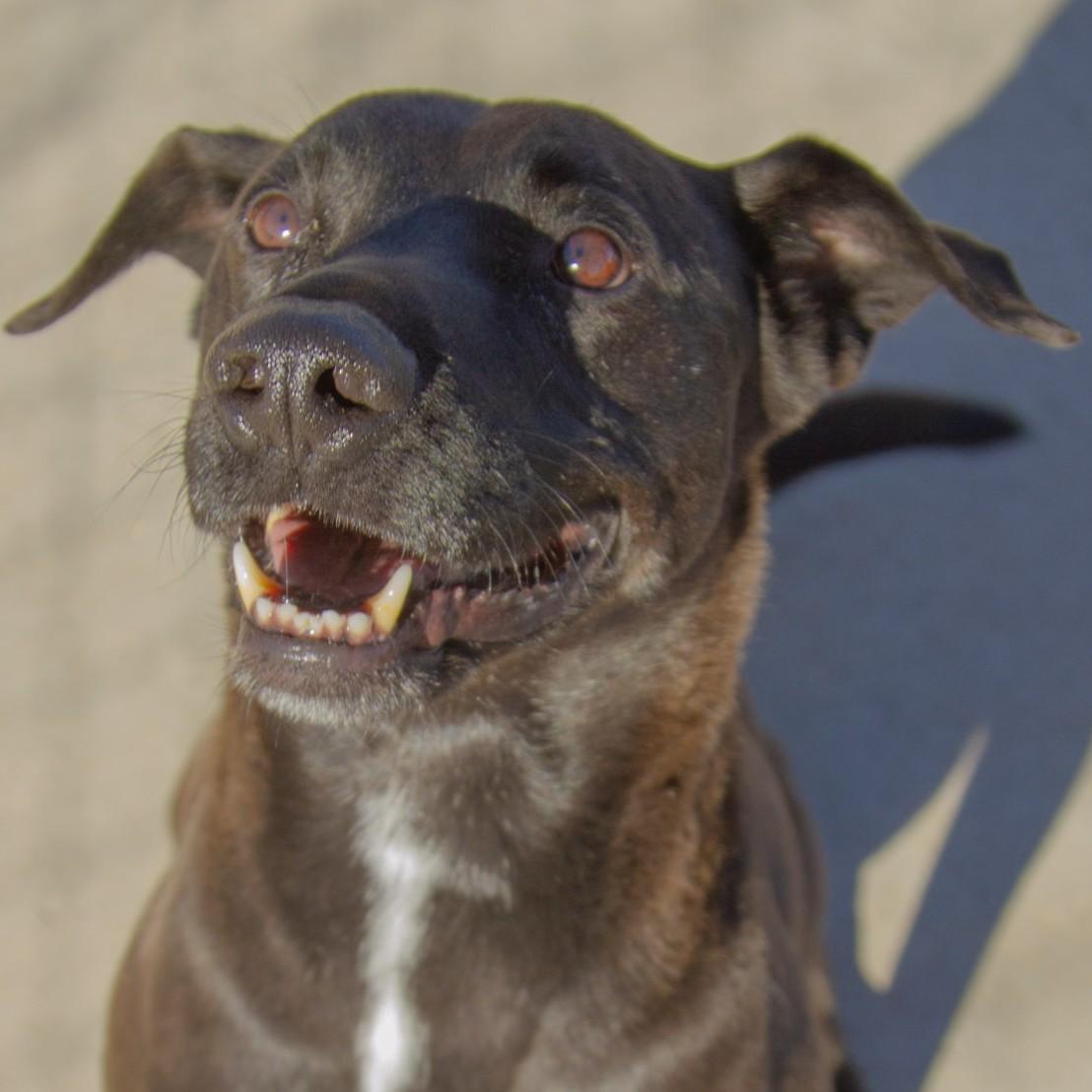 Baby, ADOPTABLE, Adult Male Labrador Retriever.