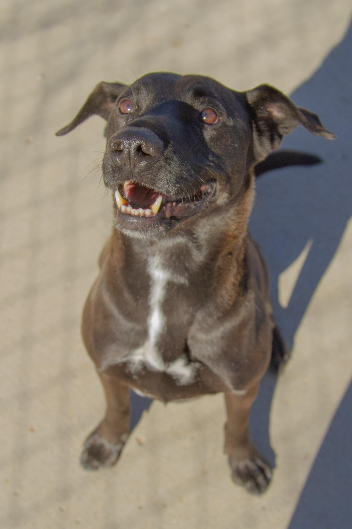 Enlarge Baby, a ADOPTABLE mixed breed in Rapid City, SD image 4/6