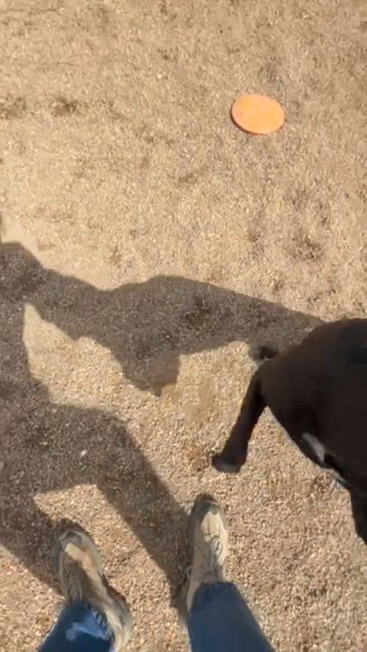 Enlarge Baby, a ADOPTABLE mixed breed in Rapid City, SD video 4/6