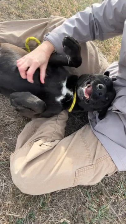 Enlarge Baby, a ADOPTABLE mixed breed in Rapid City, SD video 2/6