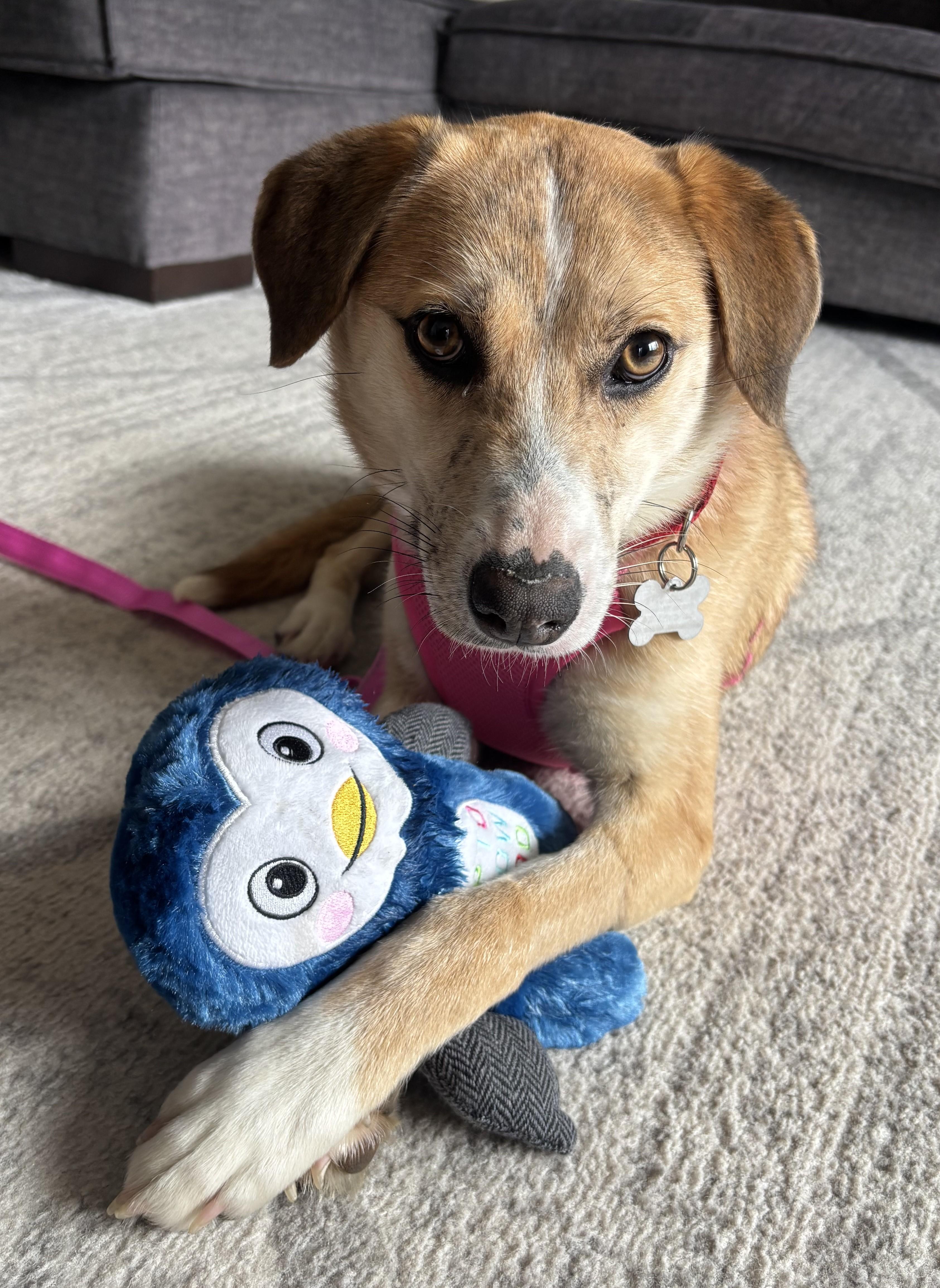 Nika, an adoptable mixed breed in Palatine, IL image 1/4