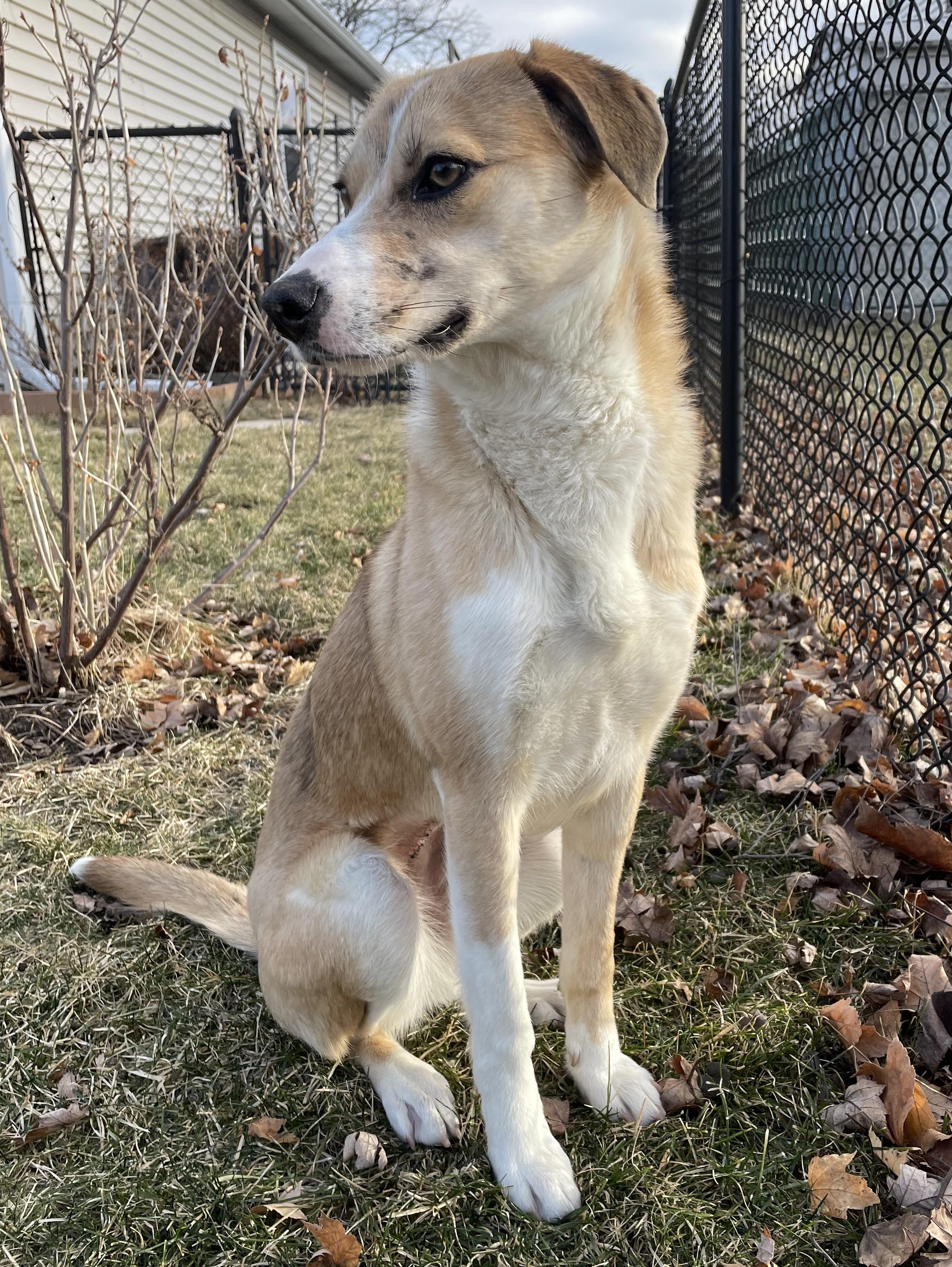 Nika, an adoptable mixed breed in Palatine, IL image 3/4