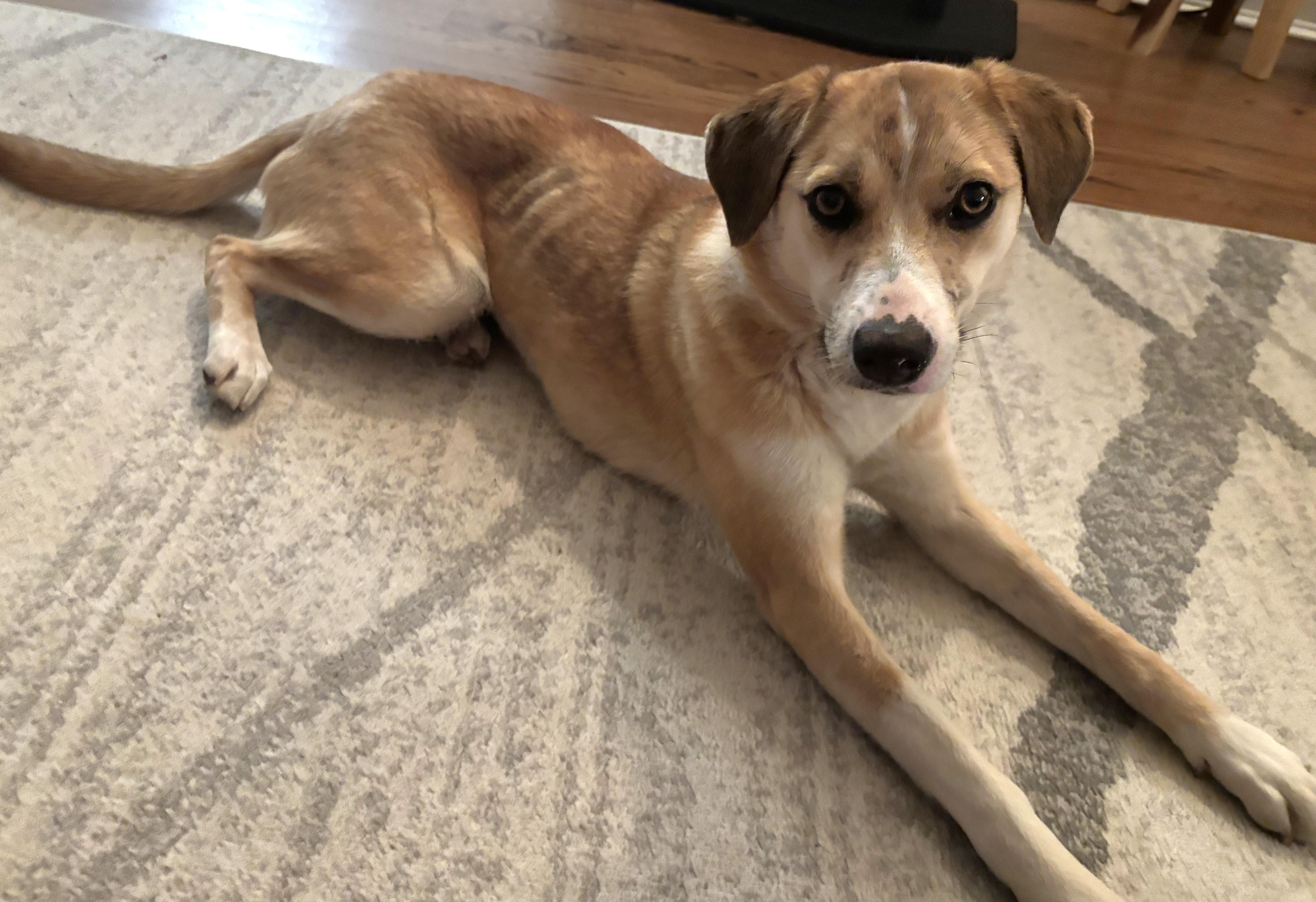 Nika, an adoptable mixed breed in Palatine, IL image 4/4