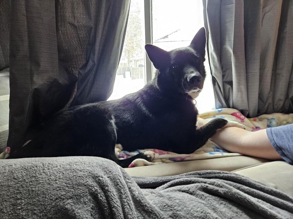 Sparky, Adoptable, Adult Male Shepherd.