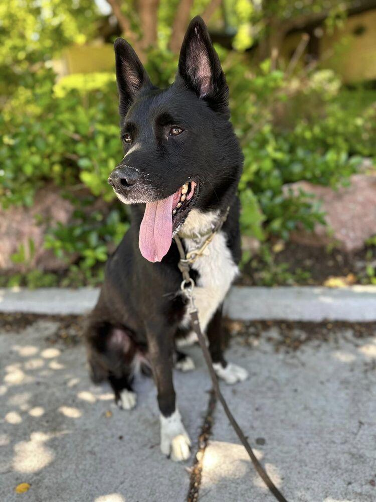 Enlarge Sparky, a Adoptable mixed breed in Littleton, CO image 2/6