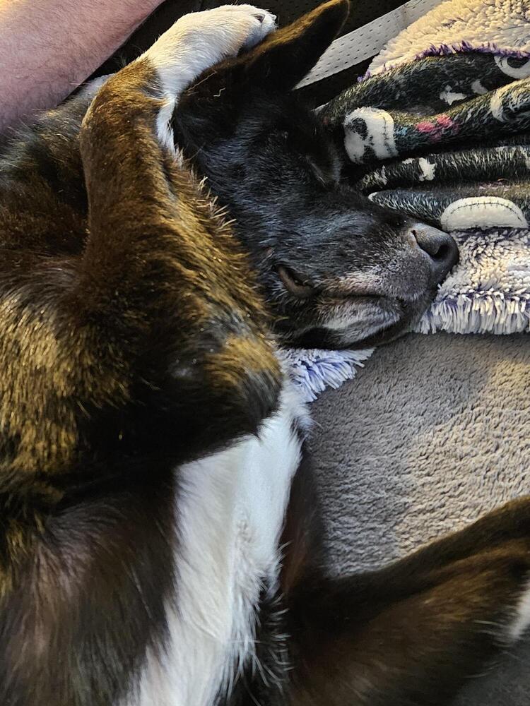 Enlarge Sparky, a Adoptable mixed breed in Littleton, CO image 3/6