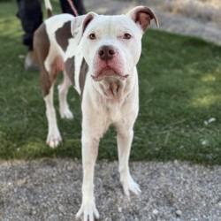 Tickle, Adoptable, Adult Male American Bulldog & Mixed Breed.