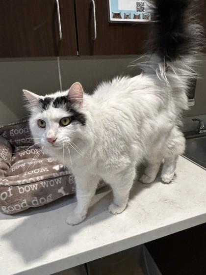 Elliot, a ADOPTABLE mixed breed in Hamilton, MT image 6/6