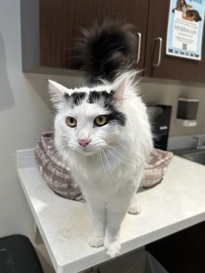 Elliot, a ADOPTABLE mixed breed in Hamilton, MT image 5/6