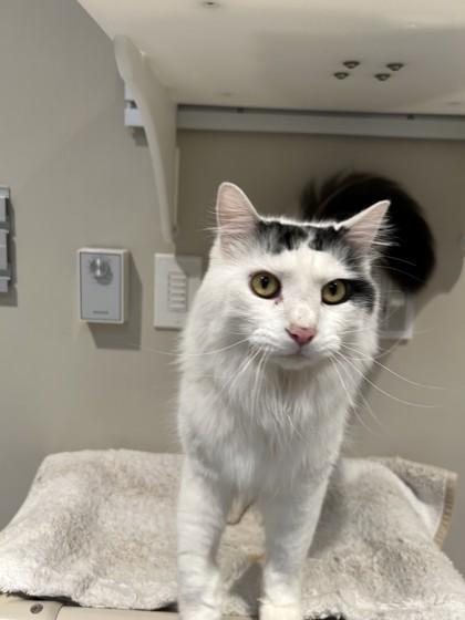 Elliot, a ADOPTABLE mixed breed in Hamilton, MT image 4/6