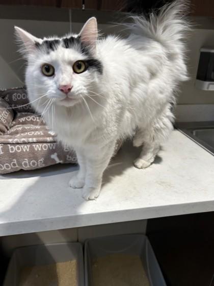 Elliot, a ADOPTABLE mixed breed in Hamilton, MT image 1/6