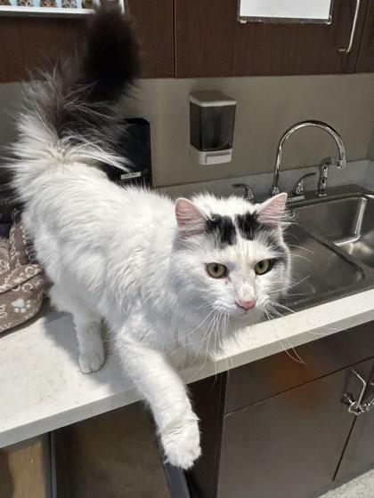 Elliot, a ADOPTABLE mixed breed in Hamilton, MT image 3/6