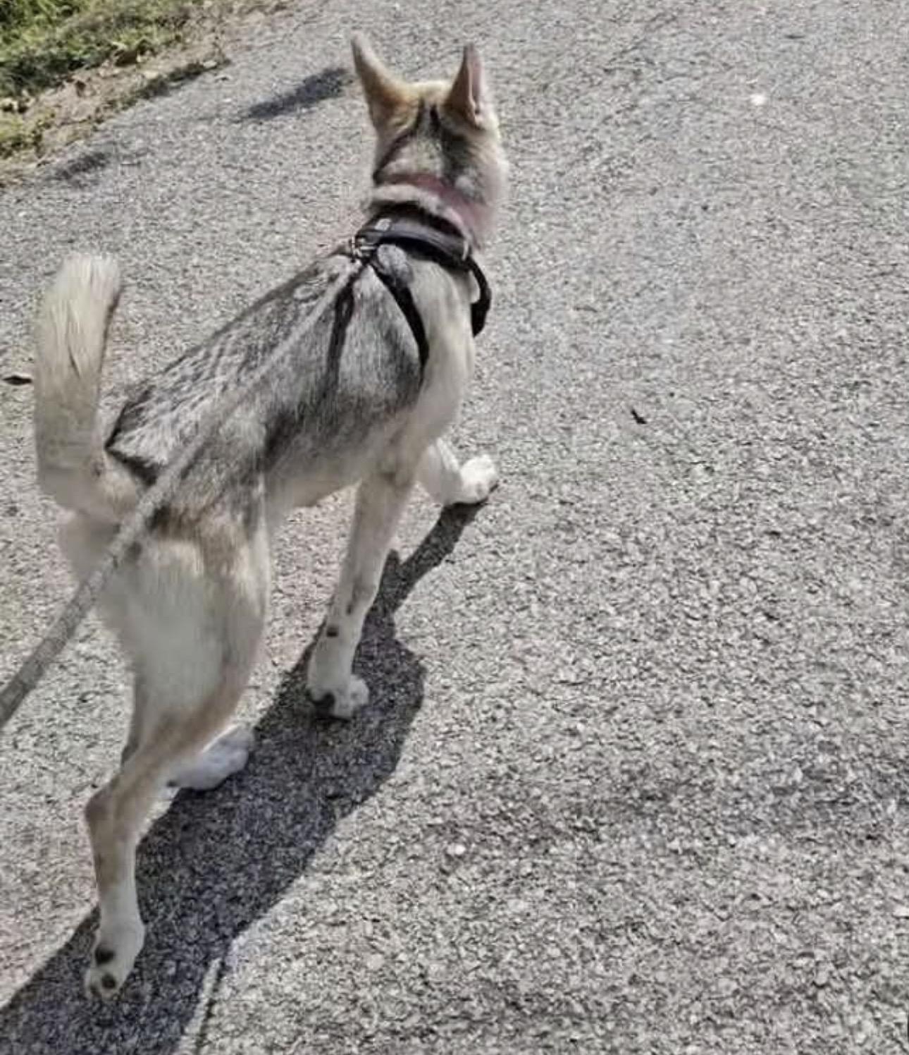 Annalise thumbnail 3