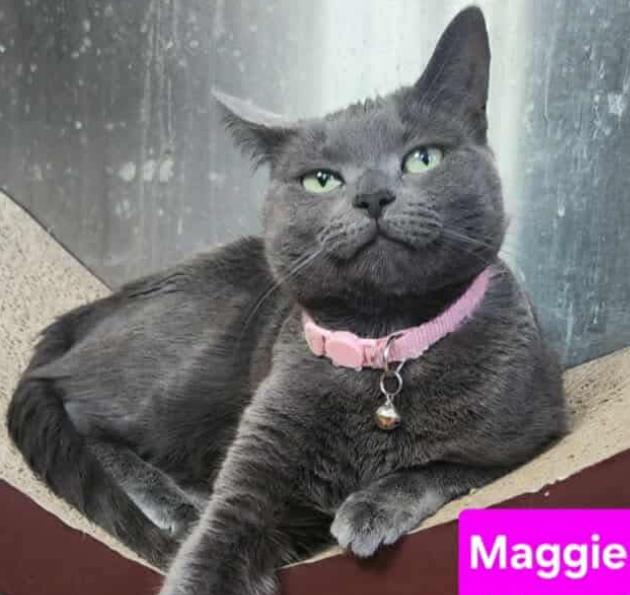 Maggie, a ADOPTABLE Domestic Short Hair in Bayonne, NJ image 1/5