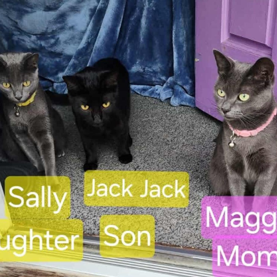 Maggie, a ADOPTABLE Domestic Short Hair in Bayonne, NJ image 3/5