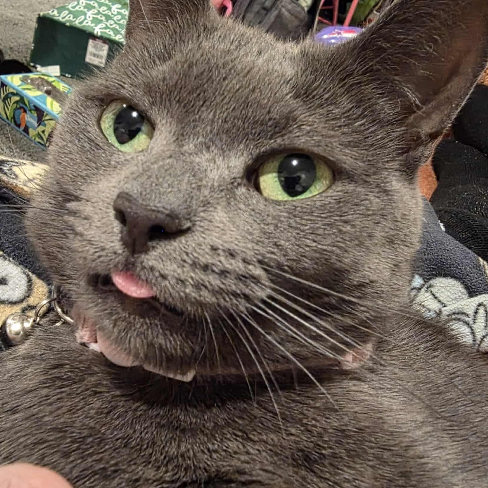 Maggie, a ADOPTABLE Domestic Short Hair in Bayonne, NJ image 5/5