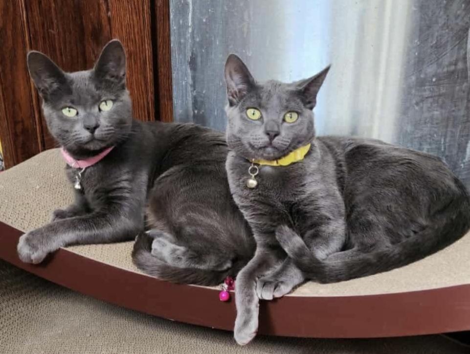 Maggie, a ADOPTABLE Domestic Short Hair in Bayonne, NJ image 4/5