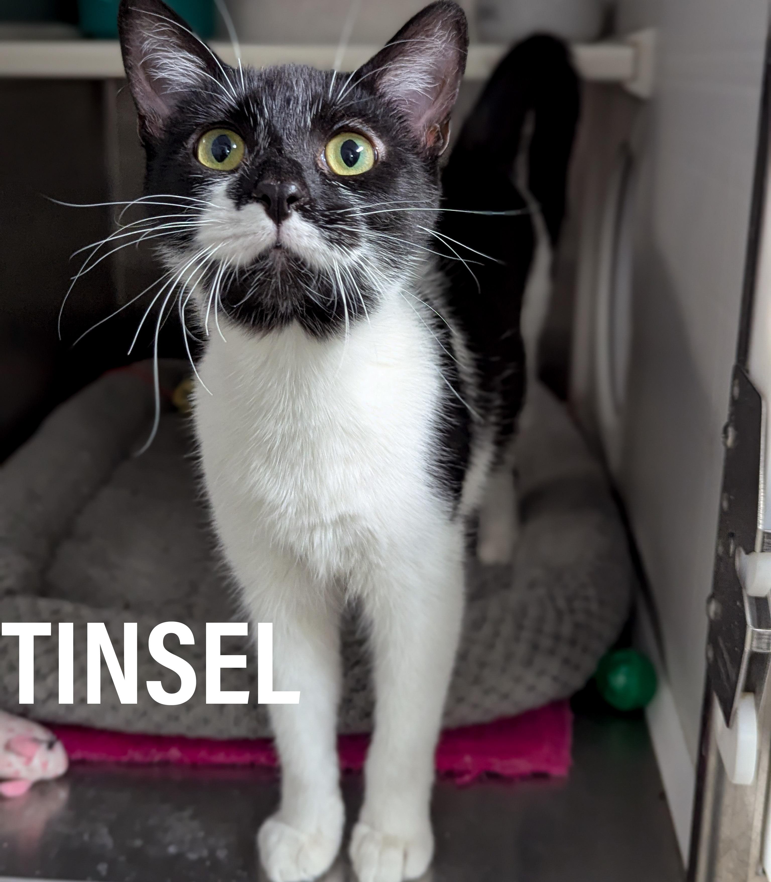 TINSEL , a ADOPTABLE mixed breed in Griffith, IN image 3/4