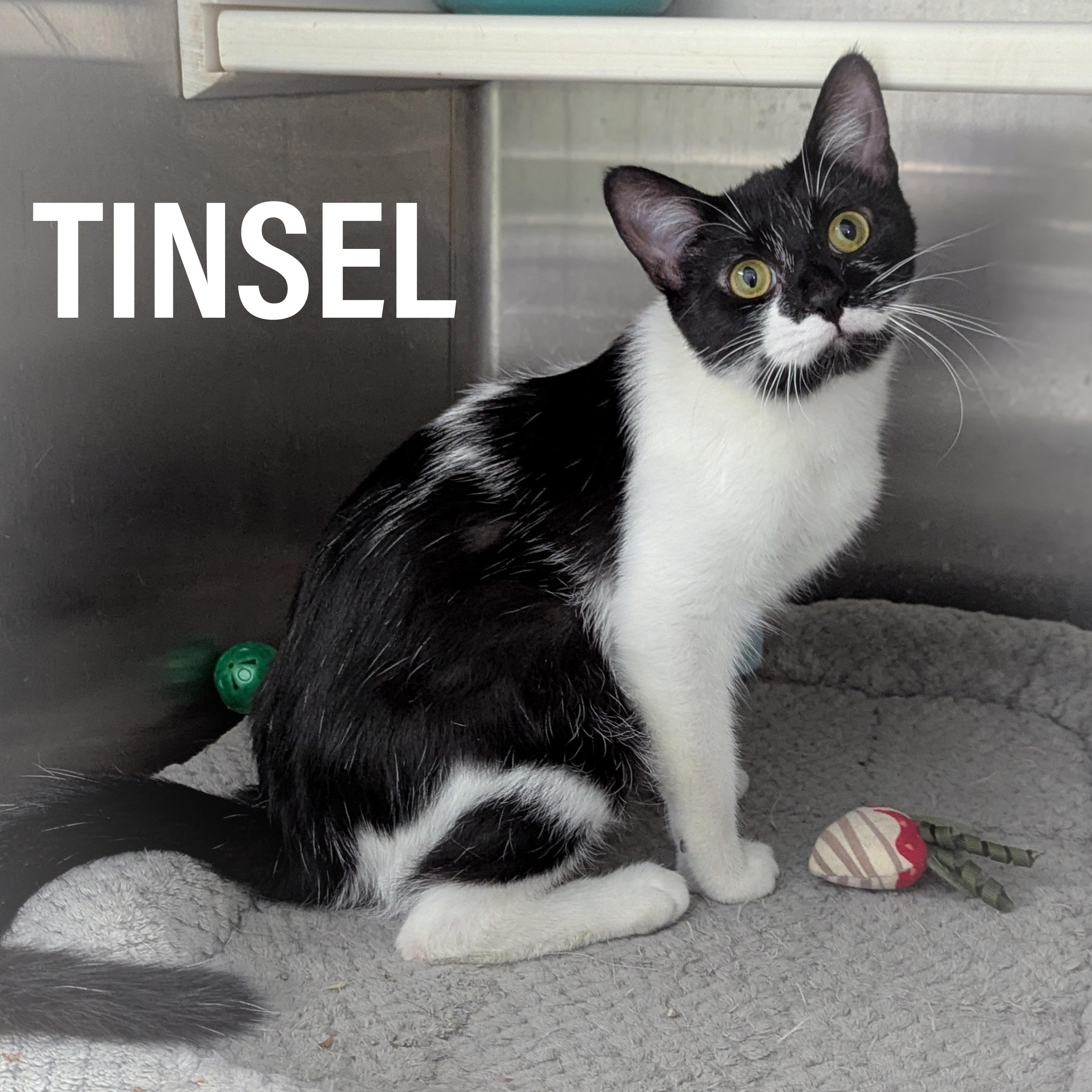 TINSEL , a ADOPTABLE mixed breed in Griffith, IN image 1/4